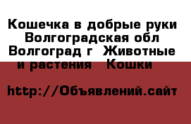 Кошечка в добрые руки - Волгоградская обл., Волгоград г. Животные и растения » Кошки   